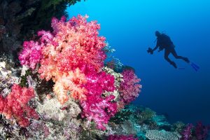 Diver observing a beautiful coral reef